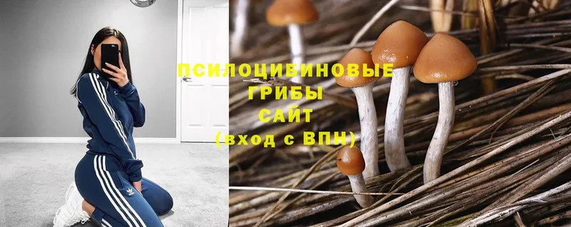 Галлюциногенные грибы Psilocybe  Кореновск 